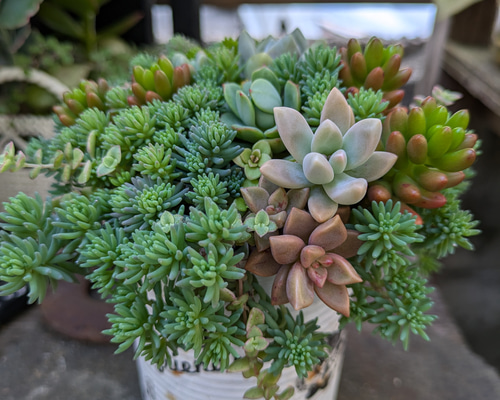 ★多肉植物　寄せ植え〜リメ缶寄せ〜★ 多肉植物 セダムの森、ブタちゃんリメ缶の寄せ植え 多肉植物
