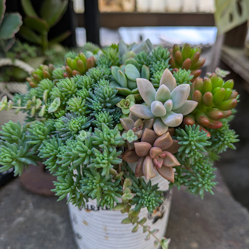 〜森の仲間たち〜リメイク鉢4個セット2.5号 多肉の寄せ植えにも 森の仲間たち〜リメイク鉢4個セット2.5号 多肉の寄せ植え