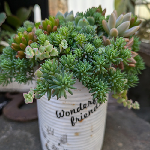 多肉植物 セダムの森、ブタちゃんリメ缶の寄せ植え 多肉植物 ミクロ