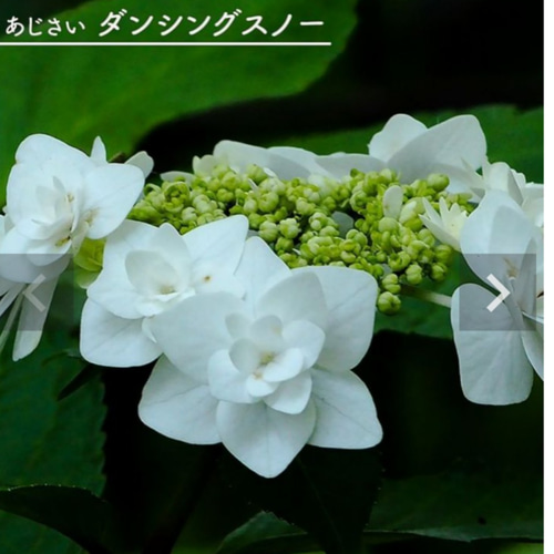 紫陽花【ダンシングスノー⠀】ホワイトの清々しさ 八重咲きの花びら