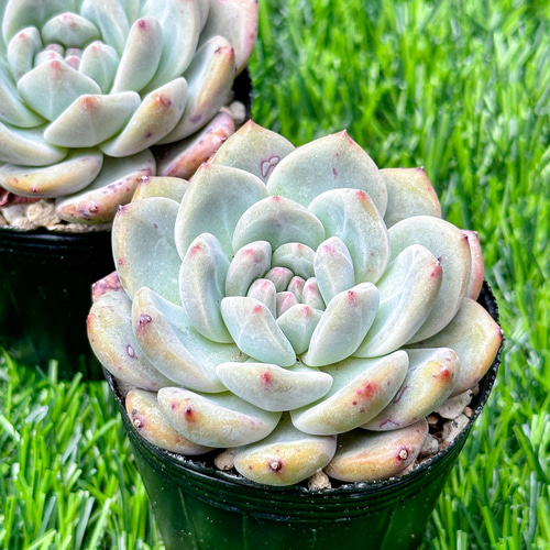 新入荷 大人気 多肉植物 エケベリア アリエル 超美苗 レア種 多肉植物