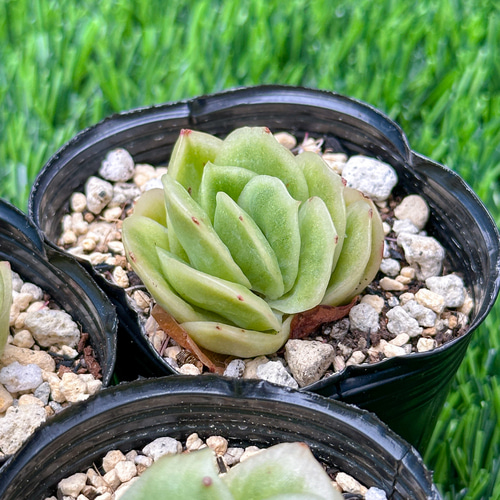新入荷 大人気 多肉植物 エケベリア アイスラブリーローズ錦 超