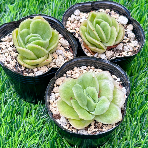 多肉植物　ラブリーローズ錦白班　クリスマスセットA 輸入苗ネコポス発送 多肉植物 ラブリーローズ錦白班 クリスマスセットA 輸入苗
