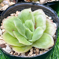 新入荷 大人気 多肉植物 エケベリア アイスラブリーローズ錦 超美苗