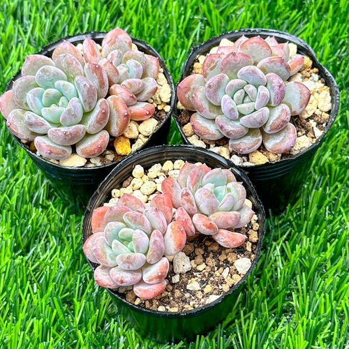 新入荷 大人気 多肉植物 エケベリア ピンクジェニー 超美苗 レア