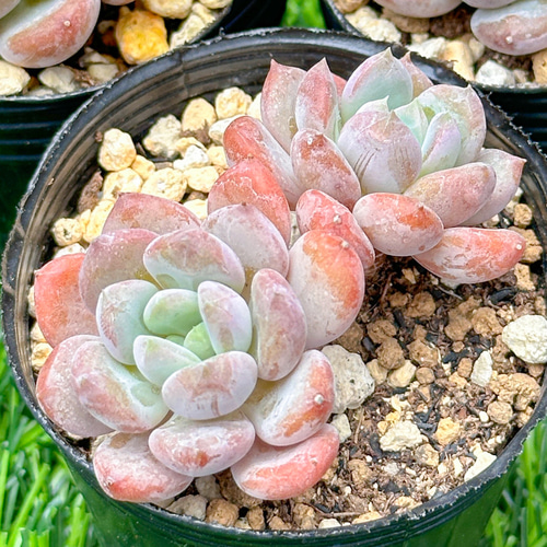 新入荷 大人気 多肉植物 エケベリア ピンクジェニー 超美苗 レア種