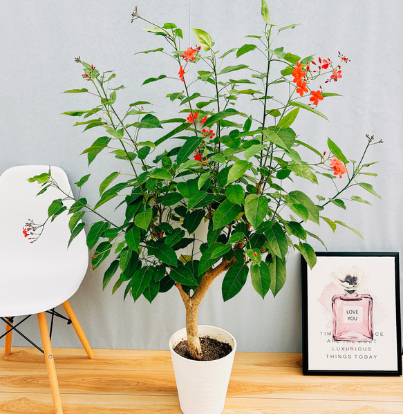 桜大型インテリア観葉植物