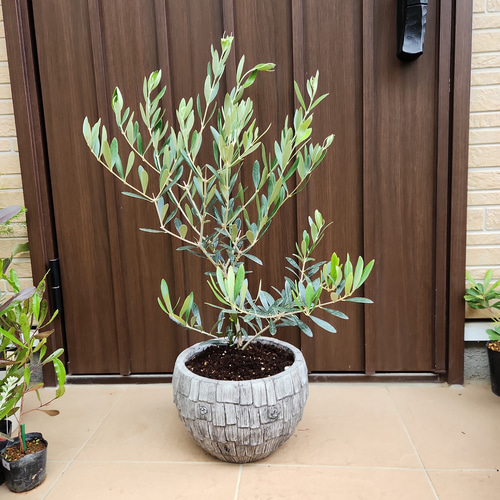 オリーブ ネバディロブランコ スクエア型テラコッタ植え替え 苗