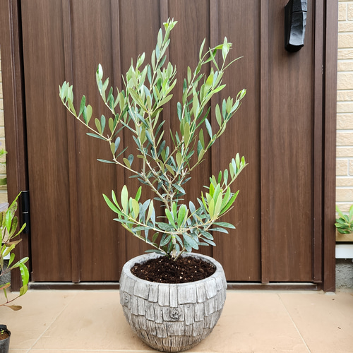 オリーブの木 ネバディロブランコ テラコッタ鉢植え 苗 シンボル