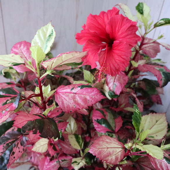 立派♡斑入り♡ハイビスカス♡フラムルージュ♡7寸鉢♡ アート