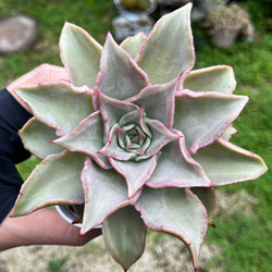 多肉植物 ♡シャインブライト♡ 韓国苗～5/13～ SOLD シャインブライト 厳選韓国苗 名前付き 多肉植物 〜Green〜多肉畑