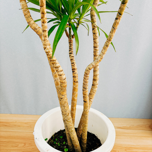 現品］【希少】ドラセナ ナビー 曲がり 観葉植物 室内 おしゃれ レア