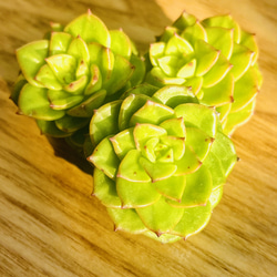 【新入荷】エケべリア　韓国苗　マルーンヒル　多肉植物 　s_6113 新入荷｜送料込】エケべリア 韓国苗 マルーンヒル｜チャンフィー苗