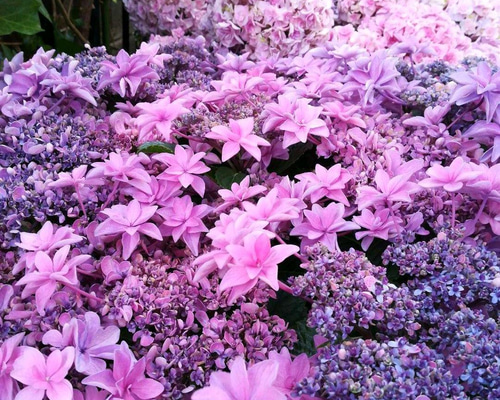 紫陽花(即購入歓迎)様 紫陽花【桜花乱舞⠀苗】その名にたがわない信じられない程鮮やか