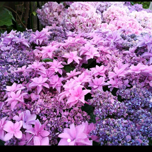 紫陽花【桜花乱舞⠀苗】その名にたがわない信じられない程鮮やか