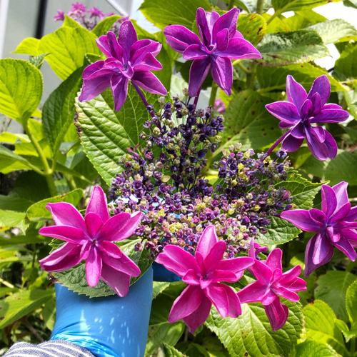 切花　紫陽花　ダズル　1本　サムライ2本 切花 紫陽花 ダズル 1本 サムライ2本 - メルカリ