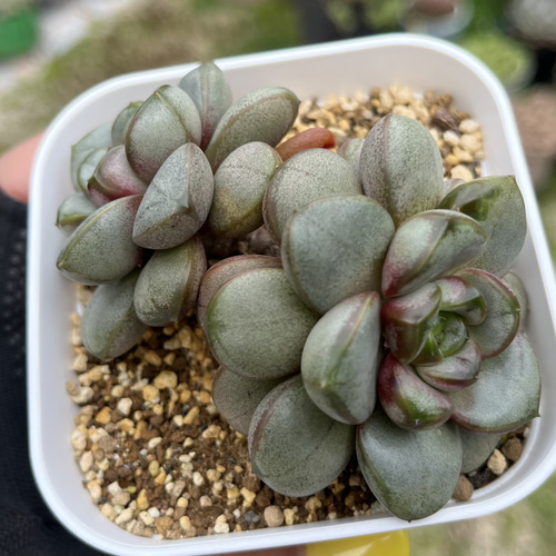 SOLD アメトルム 厳選韓国苗 多肉 抜き苗 ネームタグ付き 多肉植物