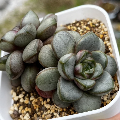 SOLD アメトルム 厳選韓国苗 多肉 抜き苗 ネームタグ付き 多肉植物