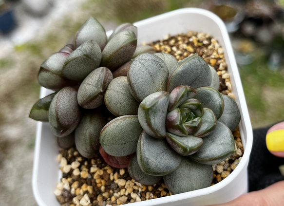 SOLD アメトルム 厳選韓国苗 多肉 抜き苗 ネームタグ付き 多肉植物
