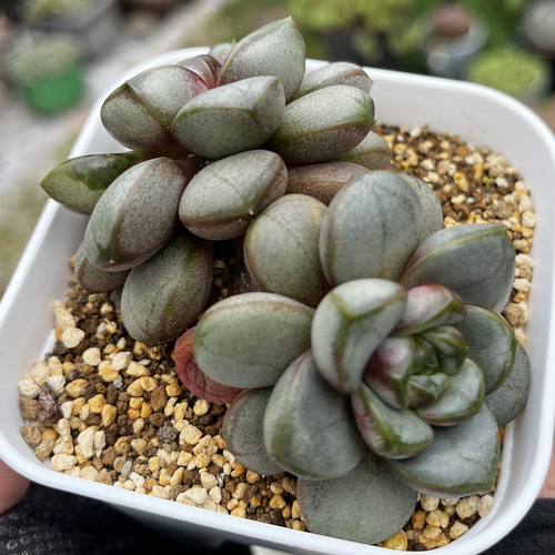 SOLD アメトルム 厳選韓国苗 多肉 抜き苗 ネームタグ付き 多肉植物