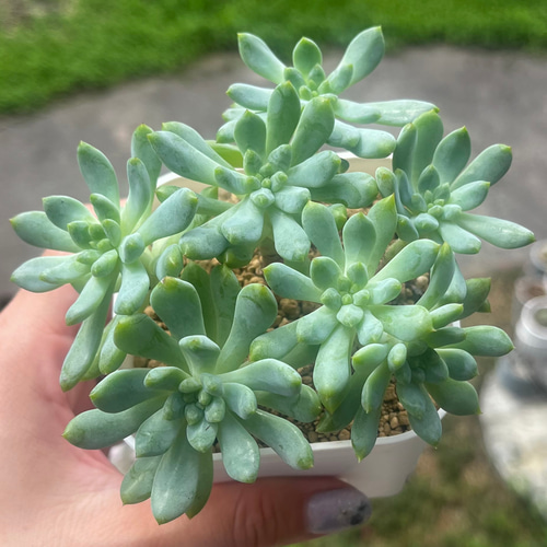 ブルーアップル（双頭株）抜き苗の通販 by みどりん｜ラクマ 多肉植物