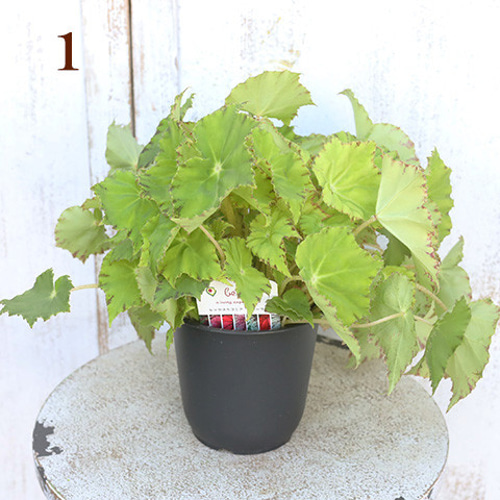 観葉植物 レックスベゴニア ビリーフシリーズ 4号 個性的