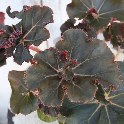 観葉植物 レックスベゴニア ビリーフシリーズ 4号 個性的 カラフル