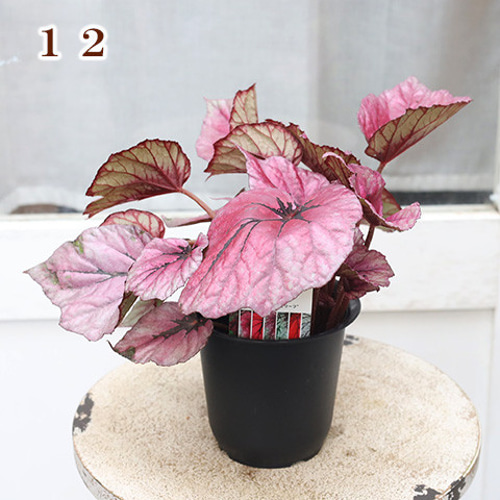 観葉植物 レックスベゴニア ビリーフシリーズ 4号 個性的 カラフル
