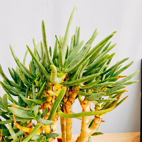 現品］【希少】1番 アロエ ラモシシマ 観葉植物 レア