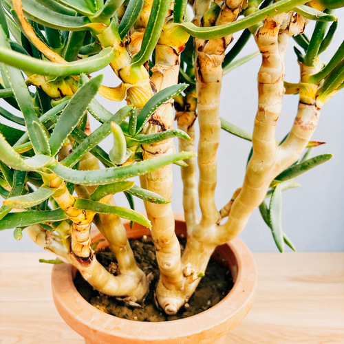 現品］【希少】1番 アロエ ラモシシマ 観葉植物 レア