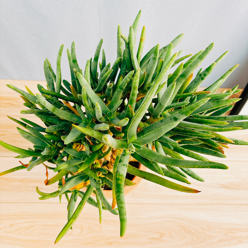 現品］【希少】1番 アロエ ラモシシマ 観葉植物 レア