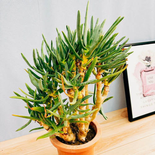 現品］【希少】1番 アロエ ラモシシマ 観葉植物 レア