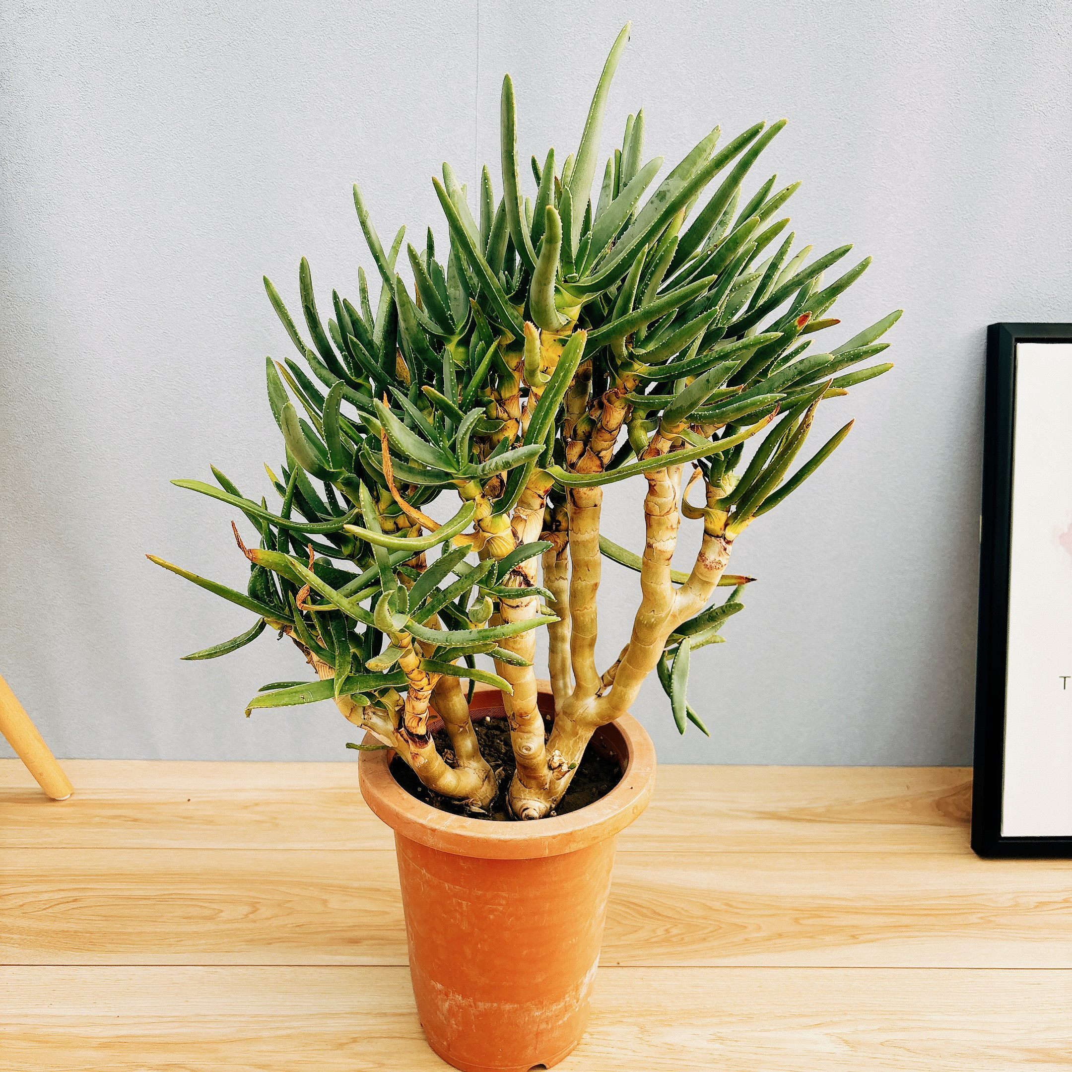 アロエラモシシマ 鉢付 楽天市場】アロエ（ラモシシマ） 1鉢 7号 プラスチック鉢