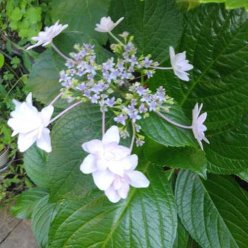隅田の花火 『額紫陽花(ガクアジサイ) 』 しっとりとした日本の