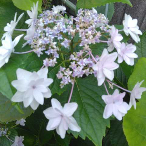 紫陽花すみだの花火【ピンク⠀】 ポット苗 土壌により色彩は微妙 紫陽花すみだの花火【ピンク⠀】 ポット苗 土壌により色彩は微妙
