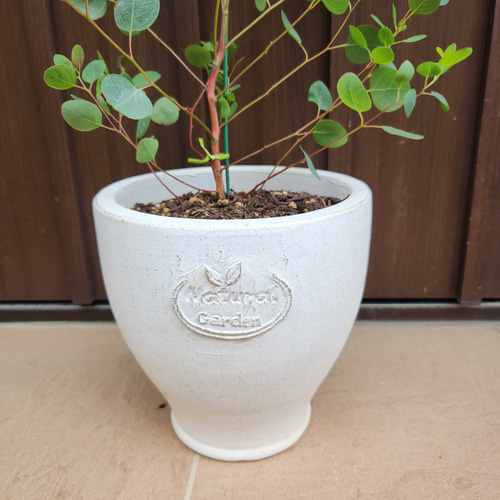 大きめ♡ユーカリポポラスホワイトテラコッタ鉢植え苗木町