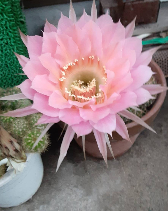 人気 ロビビオプシス親株 子供付き 盆栽 グリーンライフスペース 通販