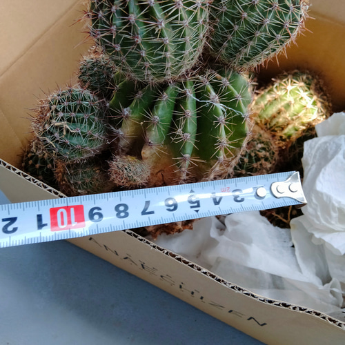 人気 ロビビオプシス親株 子供付き 盆栽 グリーンライフスペース 通販