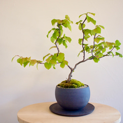小藤｜コフジ | 落葉樹｜盆栽｜bonsai 盆栽 bonsaikiki 通販 17760777