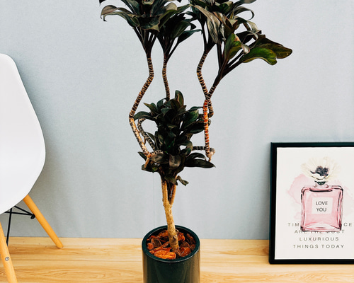 現品］ドラセナ パープルコンパクタ 曲がり 6号 観葉植物 室内