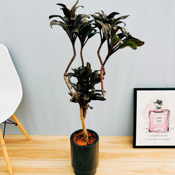 ドラセナ　コンパクタ　鉢皿付き 観葉植物 本物 ドラセナ・コンパクタ 8号鉢 大型 室内用 インテリア