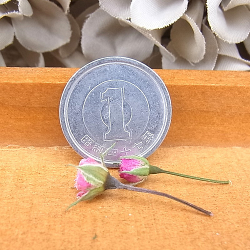 花材 ミニバラ ドライフラワー 極小ミニバラ 2024年6月咲き