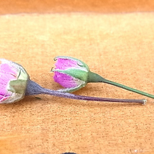 花材 ミニバラ ドライフラワー 極小ミニバラ 2024年6月咲き