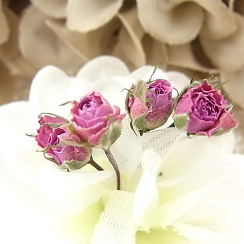 花材 ミニバラ ドライフラワー 極小ミニバラ 2024年6月咲き