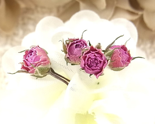 ❇️ドライフラワー❣️ミニバラ 花材 ミニバラ ドライフラワー 極小ミニバラ 2024年6月咲き