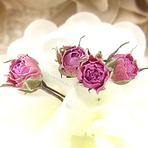 花材 ミニバラ ドライフラワー 極小ミニバラ 2024年6月咲き