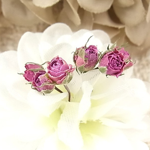 花材 ミニバラ ドライフラワー 極小ミニバラ 2024年6月咲き