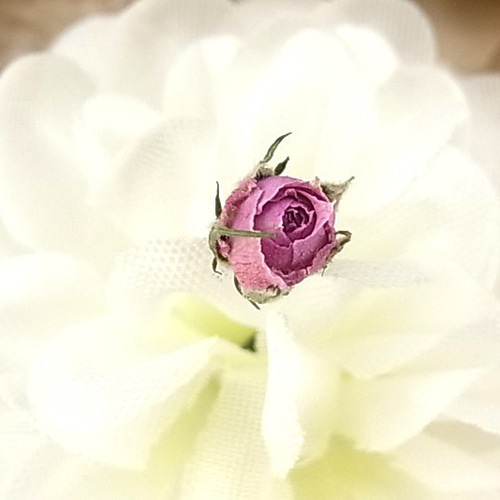 花材 ミニバラ ドライフラワー 極小ミニバラ 2024年6月咲き