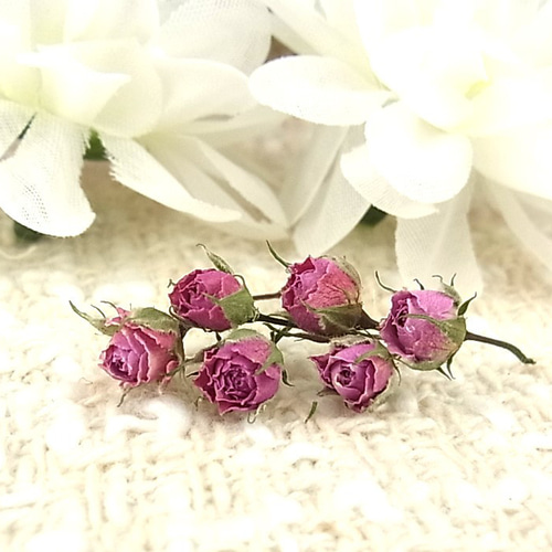 花材 ミニバラ ドライフラワー 極小ミニバラ 2024年6月咲き