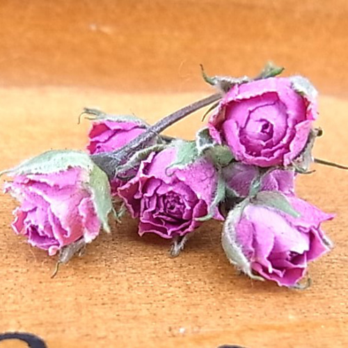 ドライフラワー❇️ミニバラ 長め❣️ 花材 ミニバラ ドライフラワー 極小ミニバラ 2024年6月咲き